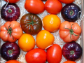 Grüne Woche 2024 - verschiedene Tomatensorten