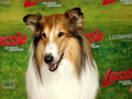 Die Filmhunde Lassie und Pippa