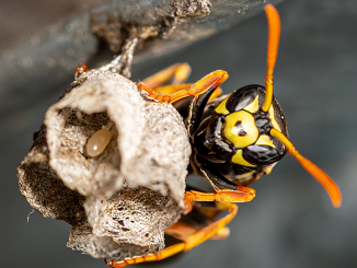 Wespe baut Nest [C] Holger Much Photography