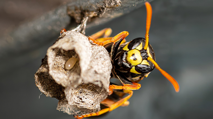 Wespe baut Nest [C] Holger Much Photography