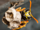 Wespe baut Nest [C] Holger Much Photography