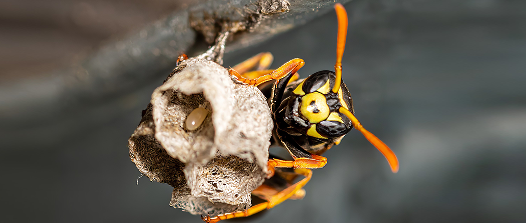 Wespe baut Nest [C] Holger Much Photography
